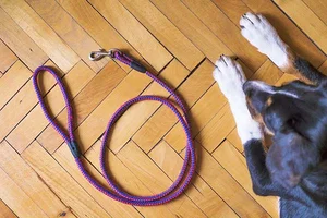 Hund mit Hundeleine