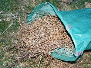 Grünschnitt